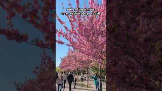 Cherry Blossom Season in Budapest 🌸 | Buda Castle Spring Highlight #budapest #hungary #cherryblossom