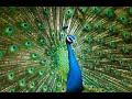 Como Criar Pavão-Criação de Pavão EBOOK