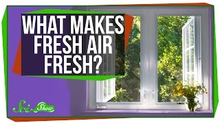 What Makes Fresh Air Fresh? What Makes Fresh Air Fresh?
