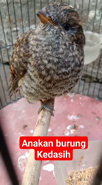 Anakan Burung Kedasih!#shorts #kicaugaruda #yearofyou