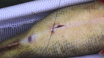 CATOS: the Lake Champlain Acoustic Telemetry Observation System at the UVM Rubenstein Lab