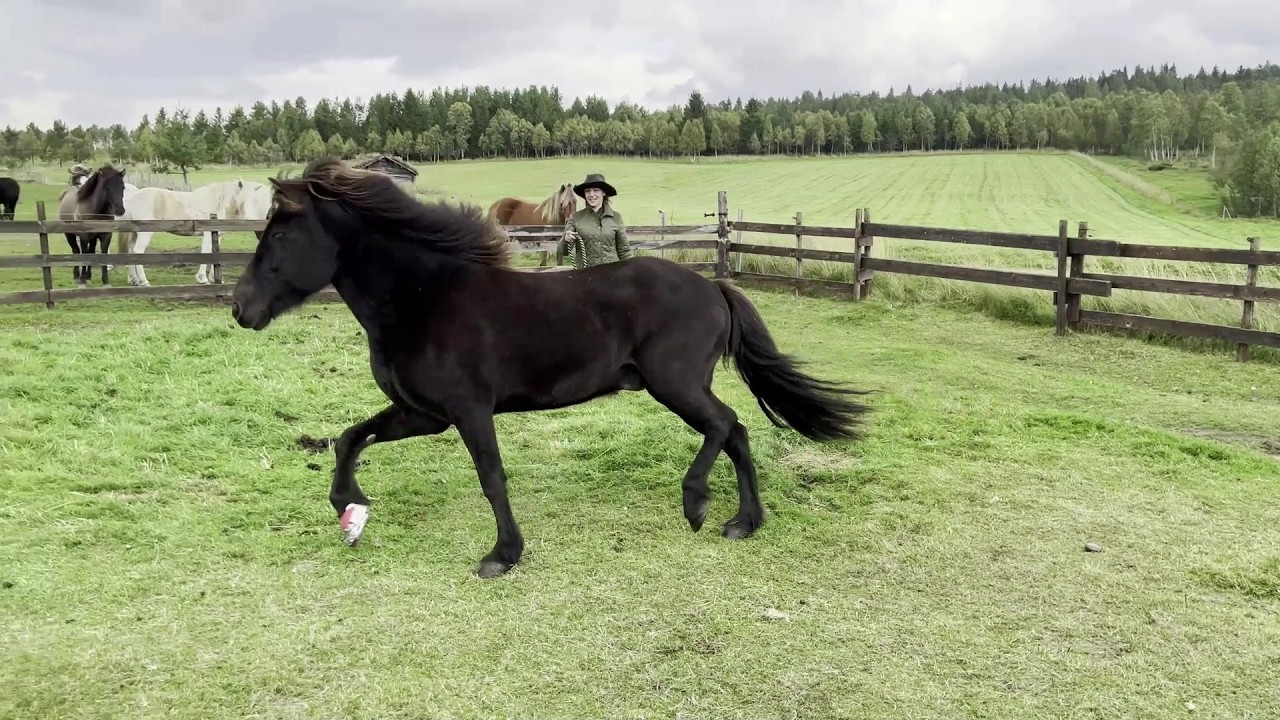 Oh no! Injured horse doesn`t want his bandage changed 