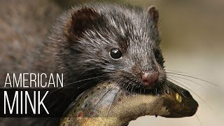 AMERICAN MINK is a strong, voracious and fearless animal. Mink versus lynx, coyote, swan, fish