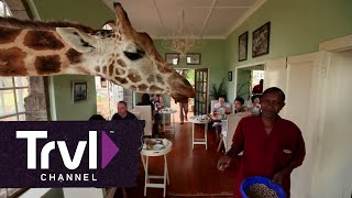 Dine With Giraffes at Giraffe Manor - Travel Channel