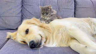 Adorable Golden Retriever Enjoys Relaxing Cat Massage! by Buddy 42,682 views 8 days ago 1 minute, 50 seconds