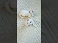 Kumo and Yuki the white Maine coon kittens #toocute