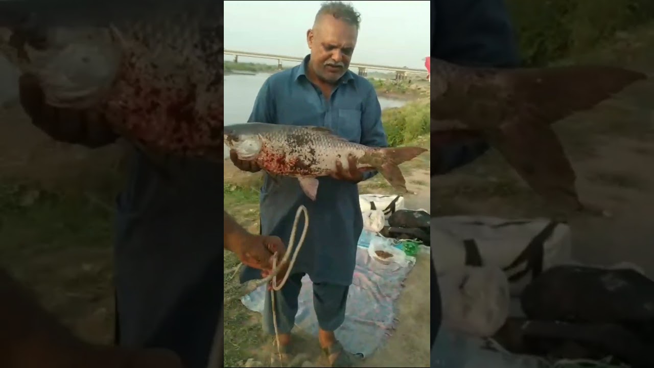 Darya e Ravi fishing hunting 8.8.2023 