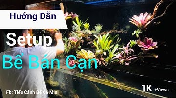 HƯỚNG DẪN SETUP BỂ BÁN CẠN | THI CÔNG BỂ BÁN CẠN| How to set up paludarium| Aquarium