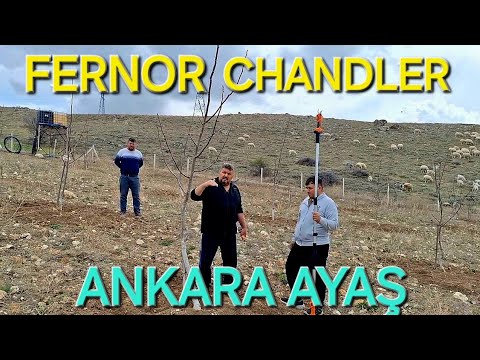 CHANDLER FERNOR CEVİZ