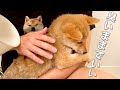 初めてシャワーを浴びた豆柴子犬のリアクションが可愛すぎた