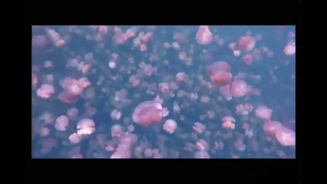 Путешествие по озеру Медуз