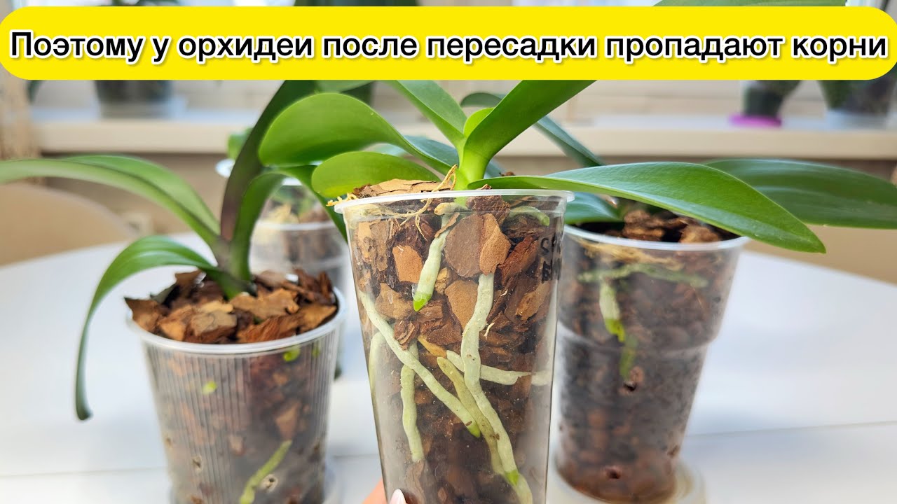 Почему ПОСЛЕ ПЕРЕСАДКИ у орхидеи Гниют Сохнут корни