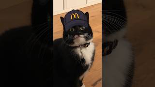 McDonald’s Cat Meme Template