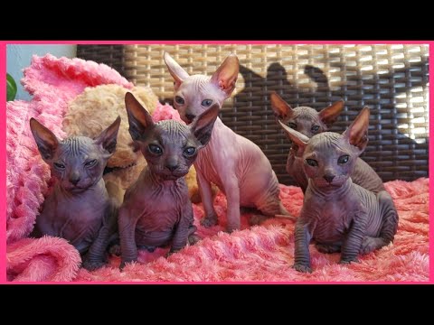 proud-cat-mom-&-her-precious-little-baby-kittens-😍cuteness-overload-|-don-sphynx