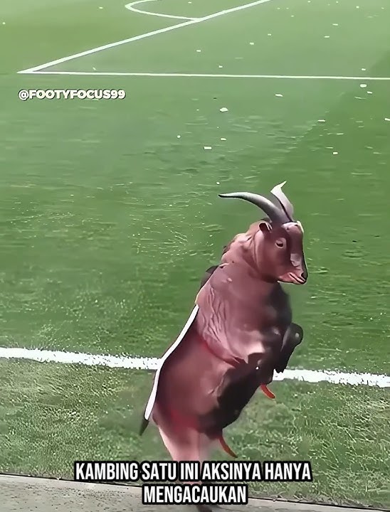 hewan di sepak bola   anjing