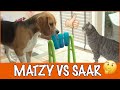 Intelligentiespel met Matzy en Saar | DierenpraatTV