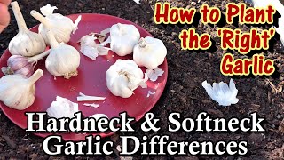 The Differences Between Hard and Softneck Garlic & How to Plant Them: Depth, Spacing, & Fertilizing screenshot 2