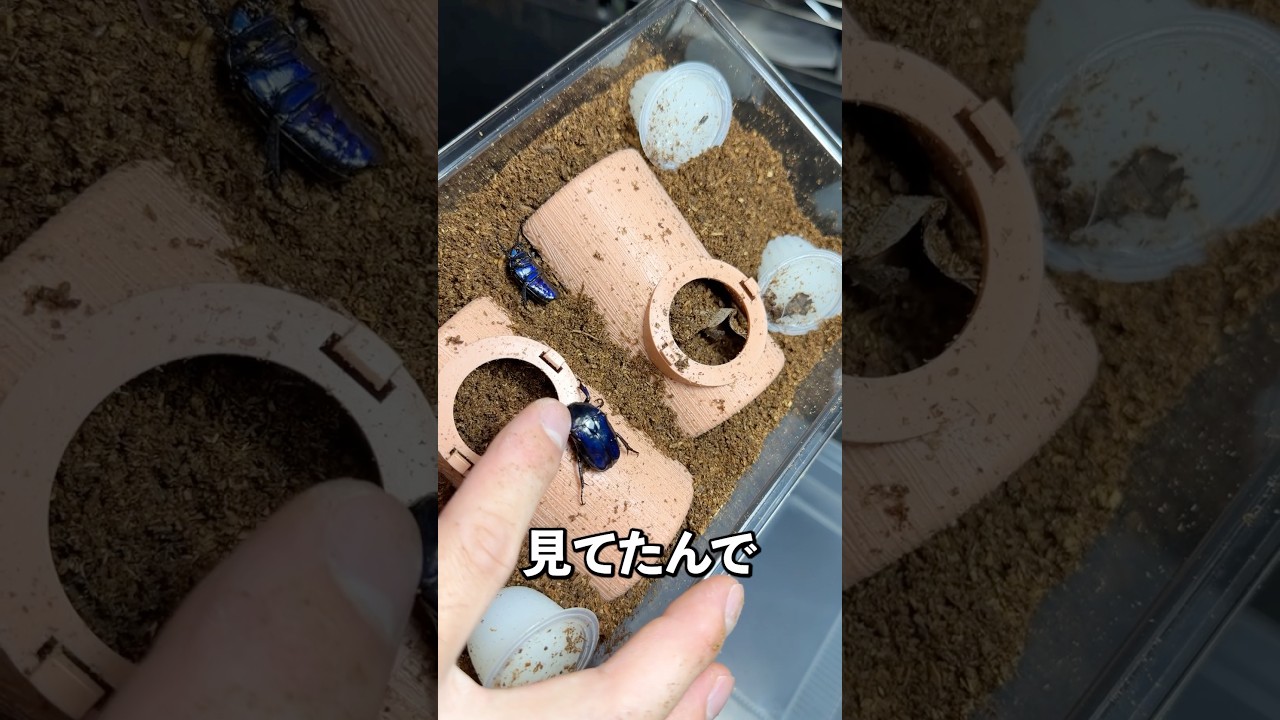 お尻からキノコ