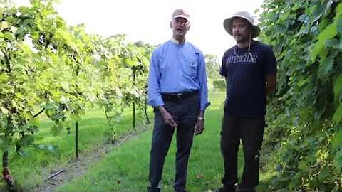 Domesticating Wild Grapes at Kesselring Vineyard