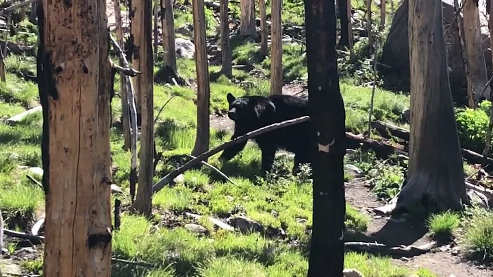 "Discussion" with a bear.  Best bear encounter eve...