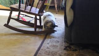 Havanese Puppies for Sale