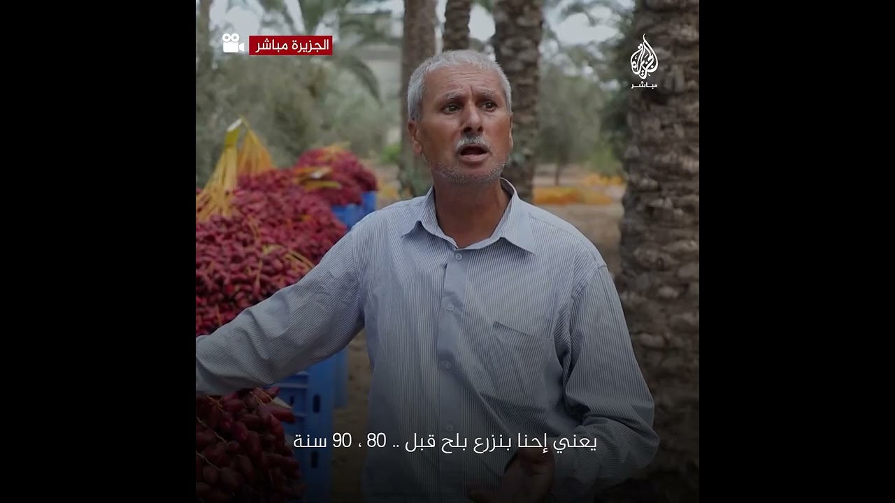 دير البلح في غزة.. مدينة النخيل
