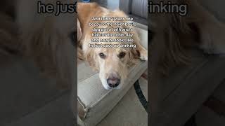Do you think I smell that bad? 😔 #stinkydog #storytime #funnydog #humor #doghumor