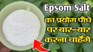 इसे पौधे पर एक बार प्रयोग करें बारबार करना चाहेंगे | Epsom Salt for Plants | Epsom Salt