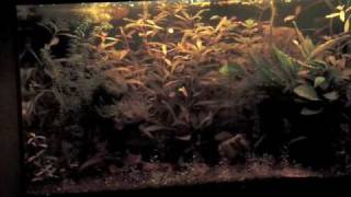 Download Lagu Aquarium Download Lagu Aquarium