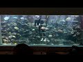 Eli's 30,000 Liter Reef Tank - Adding 40 "Nemo" clown fish, not so easy