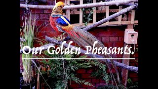 Golden Pheasants in our Aviary