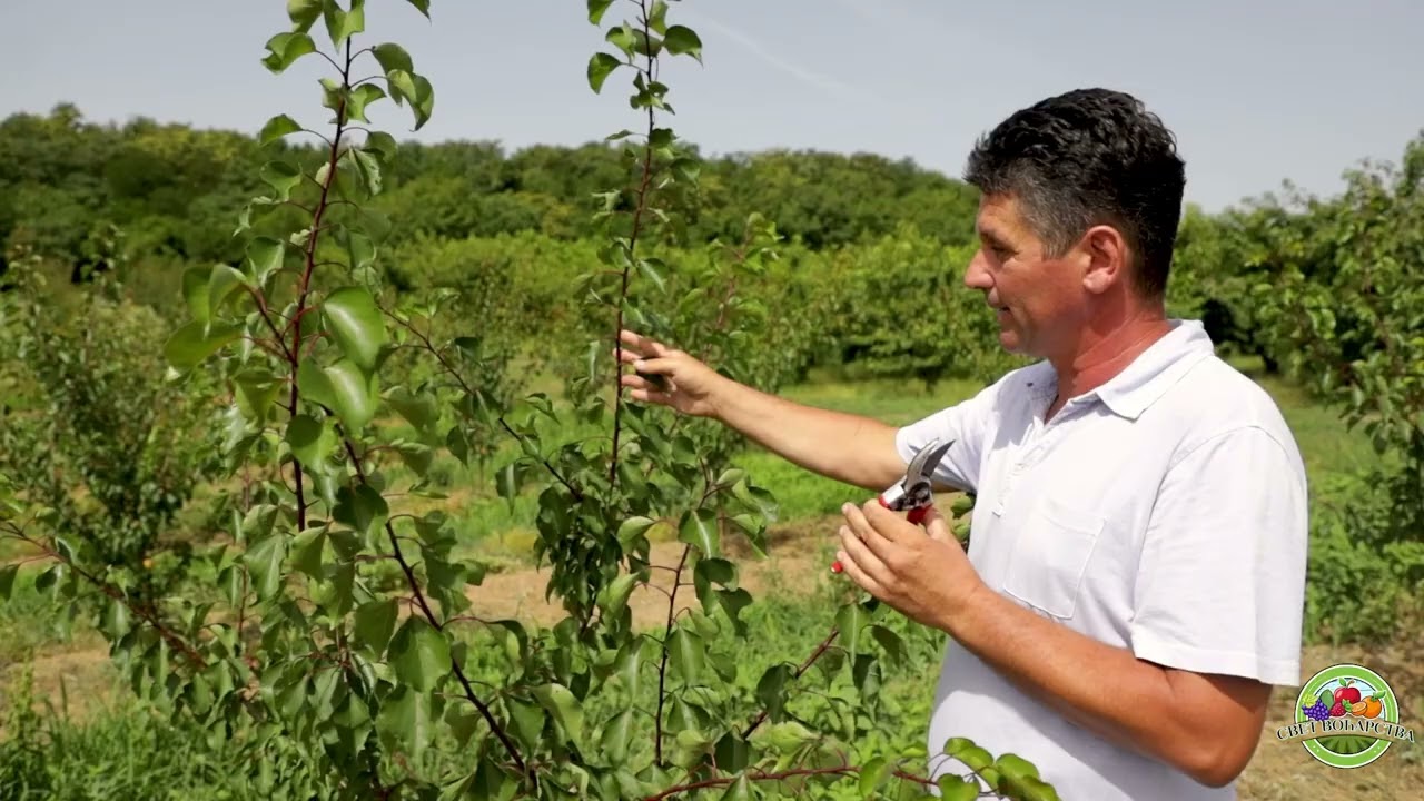 Svet voćarstva ep. 7 13.07.2024. Zelena rezidba mlade kajsije, podloge, odabir terena, sezona 2024.