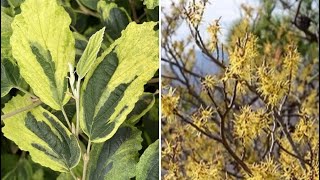 LITTLE PROSPECT WITCH HAZEL - FUN FLOWERS