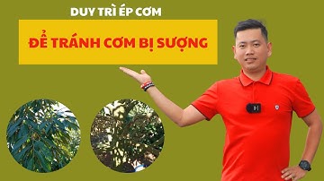 Duy Trì Ép Cơm Để Tránh Cơm Bị Sượng | Nông Nghiệp Tây Nguyên TKA