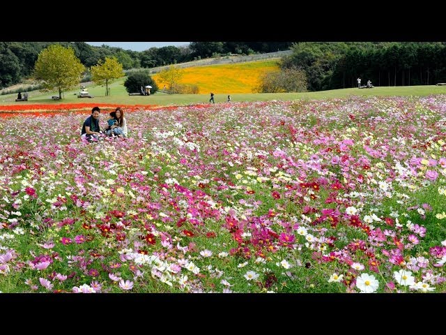 一面に広がるコスモス あわじ花さじき Youtube 一面に広がるコスモス あわじ花さじき Youtube