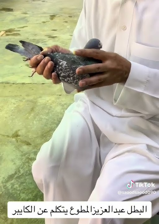 شرح عن سلالة الكايبر الذي يمتلكه الحاج منصور مقليه المسافات الطويله