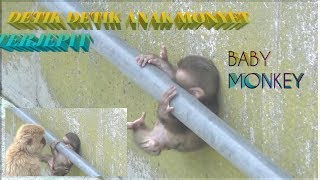#anakmonyet DETIK DETIK| ANAK MONYET TERJEPIT.