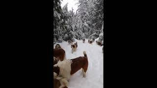 Play in the snow St. Bernard dog // beautiful Neture // happy dog // hd1080p  #dvb #bernard #hd