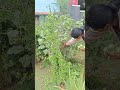 in my home garden brinjal