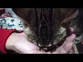Cat food～more soft Cat食べてみた