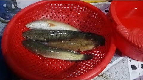 Anh bảy ếch, cắm câu cá lóc, gặp trời bão 