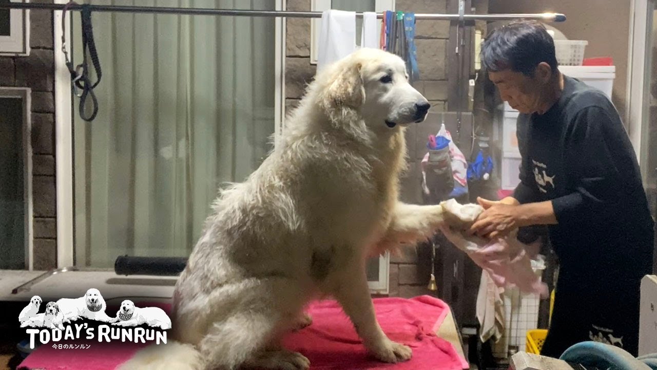 年の瀬の忙しい最中に雨の中で遊び泥だらけになったベルとリリーです　Great Pyrenees　グレートピレニーズ