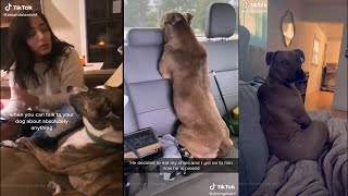 Dogs can talk, dogs can understand. Who knew !? | TikTok