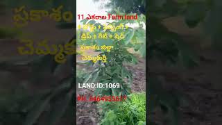 11 ACRES OF FARM LAND FOR SALE. PRAKASAM (DT). CHEMAKURTHI. (AP). PH. 8464955677.LAND:ID:1069.