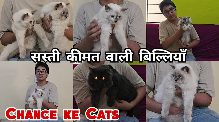 Video 11641011: royal persian cat, himalayan male cat, persian cat black male, pure himalayan, cat farm