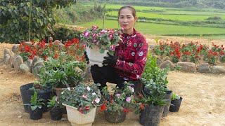 Get dry firewood, grow flowers to decorate the farm - rural farm | Điền Tiểu Vân