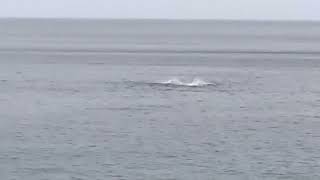 Humpback Whale Teaching Baby Whake