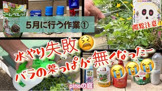 【pinoの庭】5月に行う作業／１、水春からの花のお世話。水やり、肥料、花柄つみ2、病害虫対策。薬の紹介／水やりの失敗／バラの葉が食べられた#ガーデニング #ガーデニングブログ