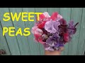 HOW TO GROW SWEET PEAS FROM START TO FINISH #gardening #gardeninguk