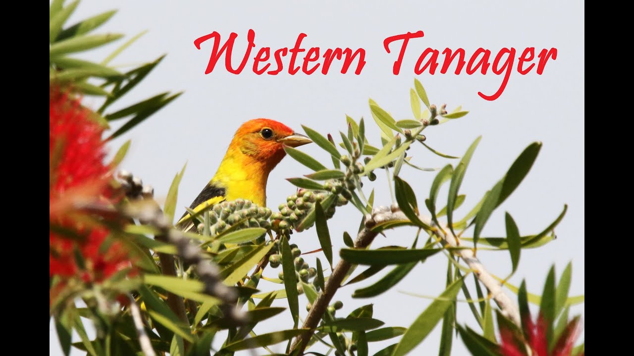 Western Tanager (Birding23)
